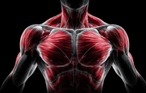 Що таке DOMS вся правда про біль у м'язах після навантажень 🥊